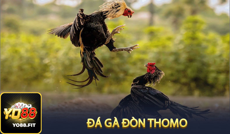 Đá gà đòn Thomo