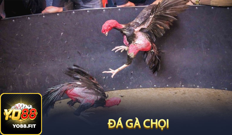 Đá gà chọi